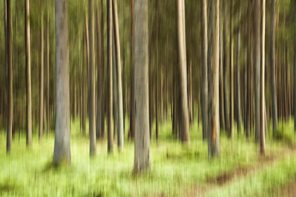 Bomen in beweging