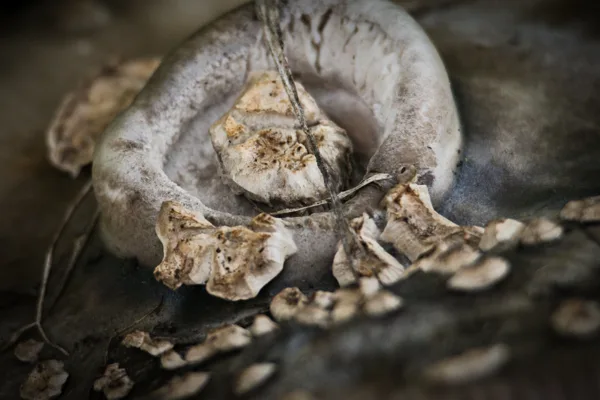 Herfstdetails