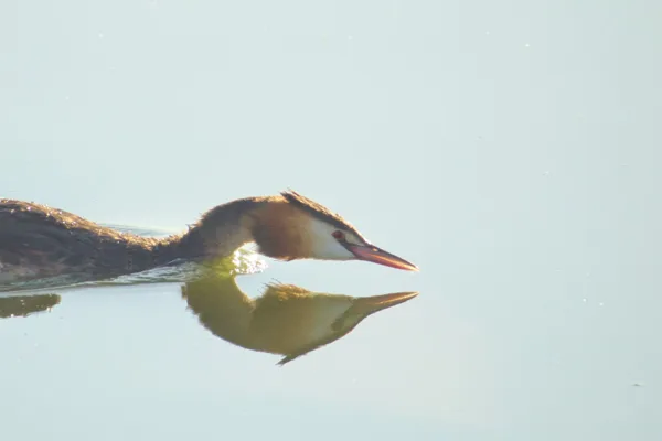 Vogels in de polder