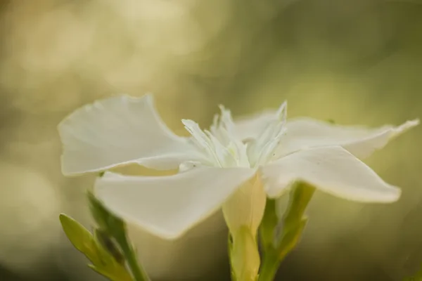 Close up en macro