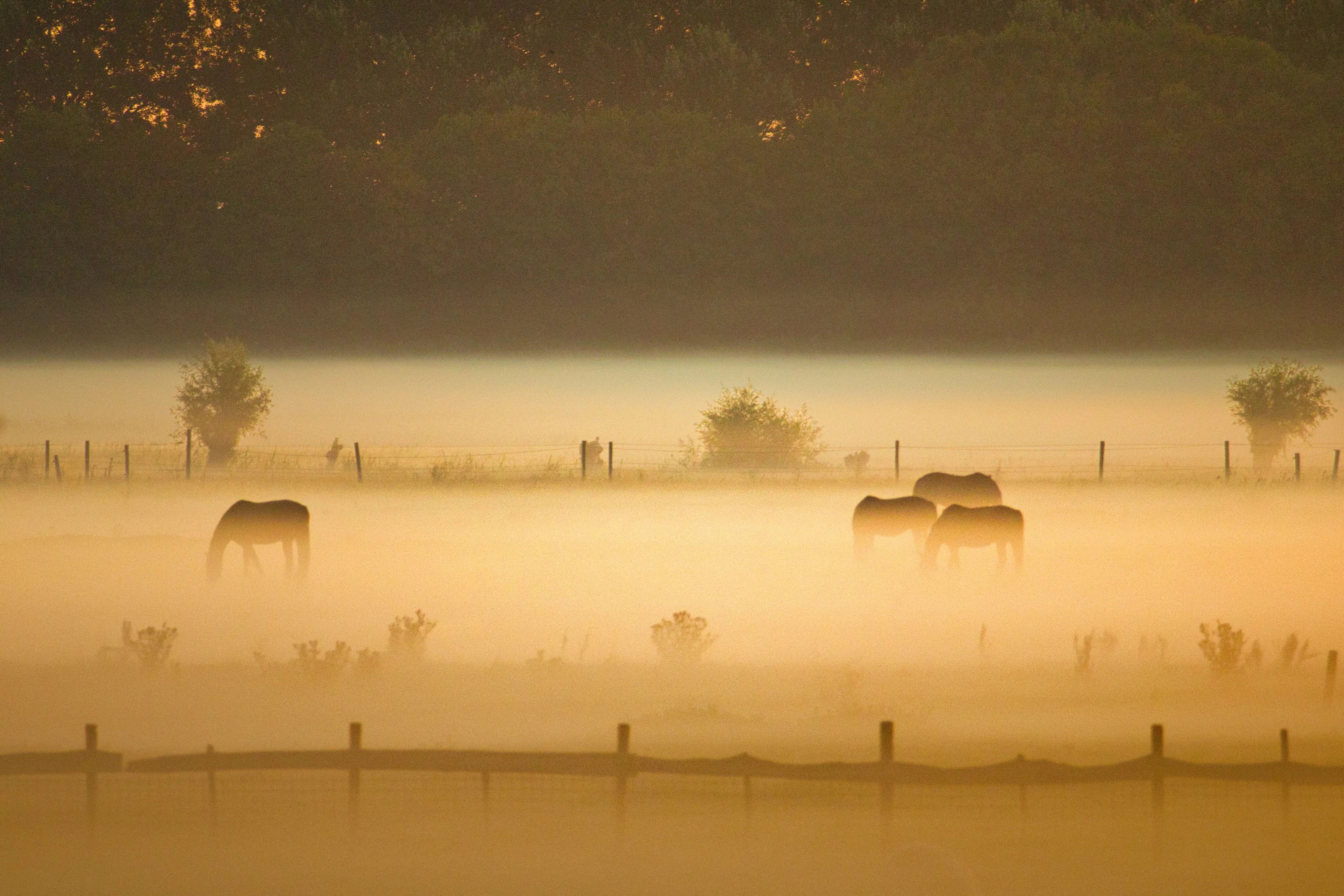 Paarden in de mist