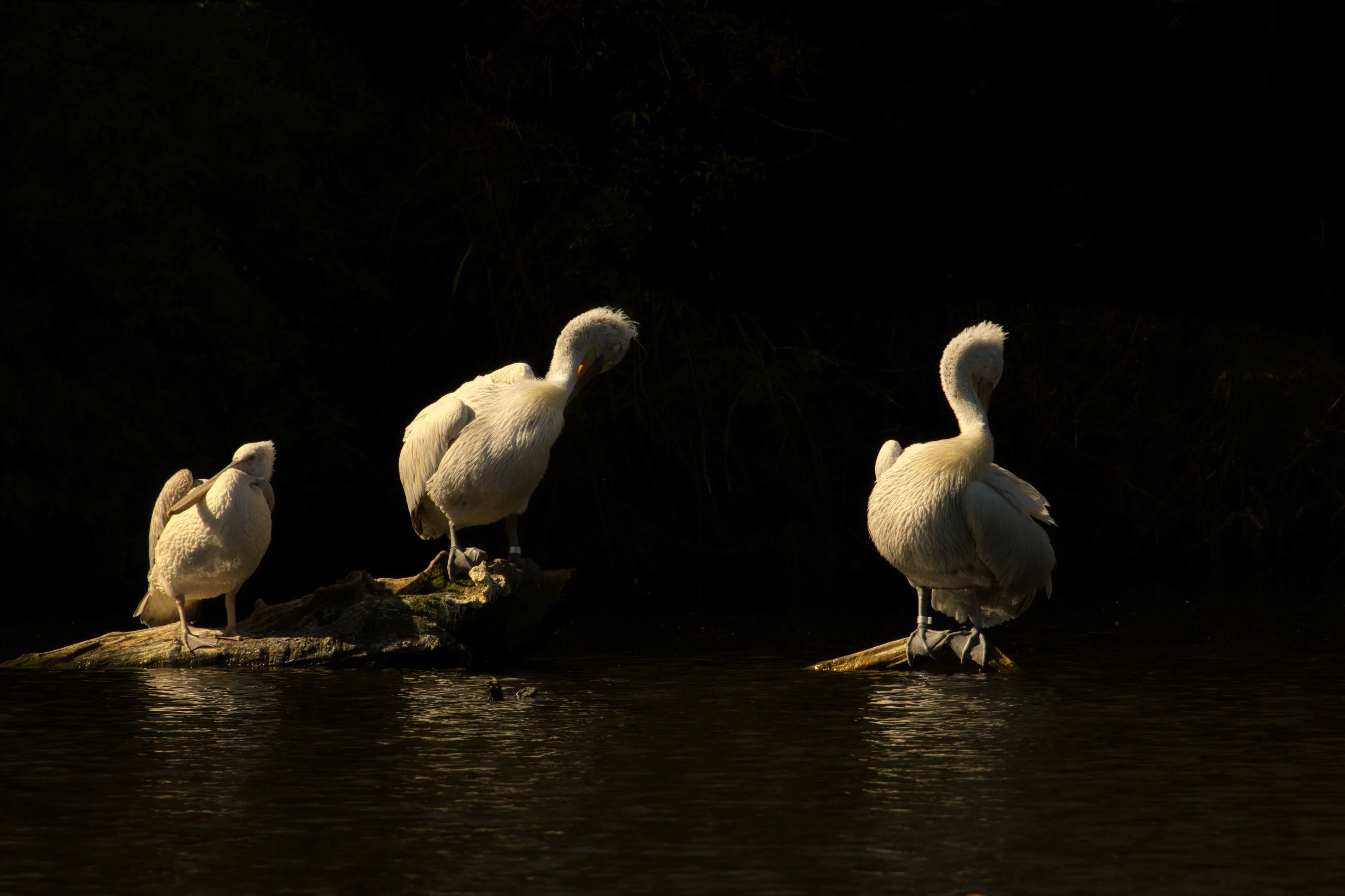 IMG_3936 drie pelikanen LK