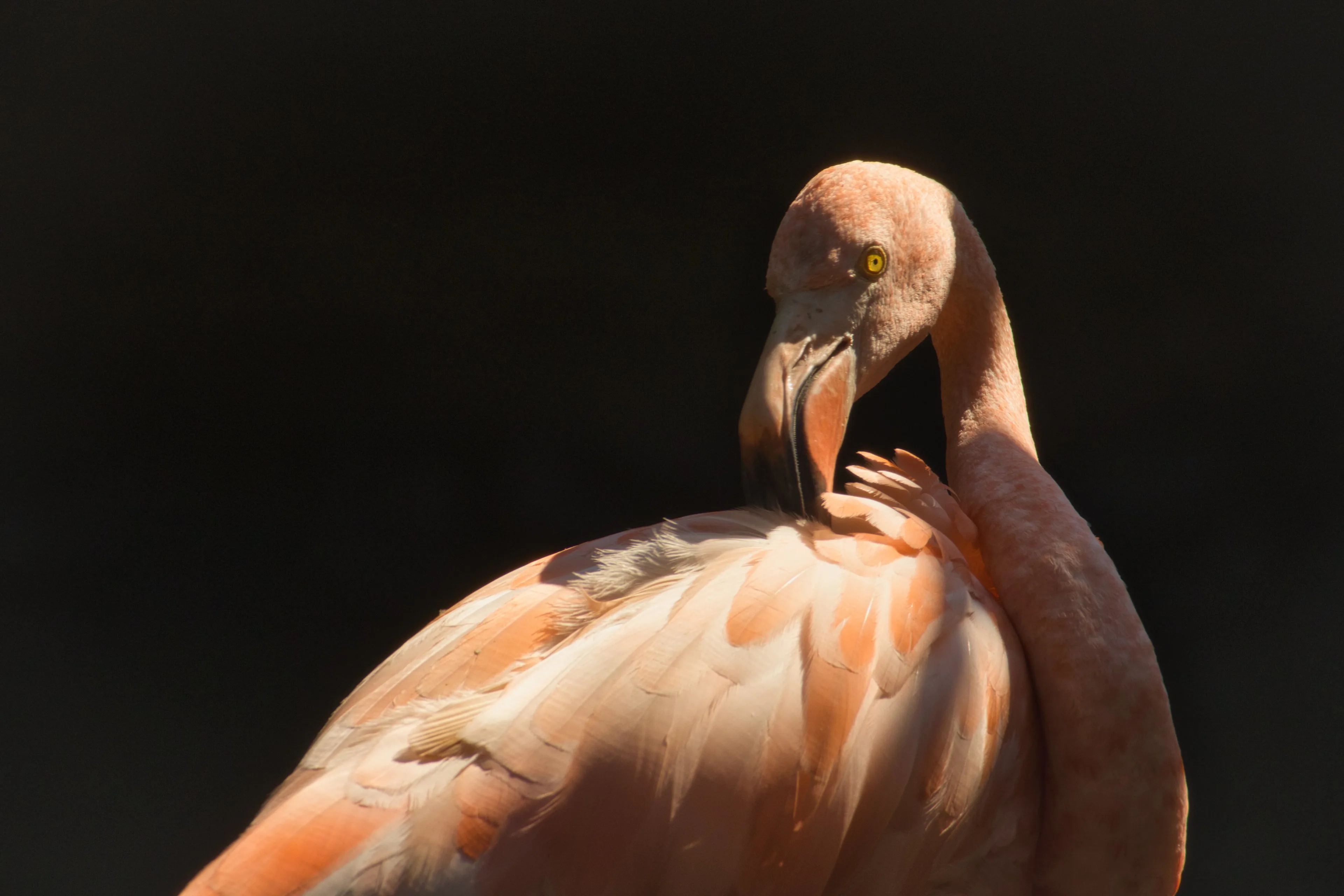 Flamingo