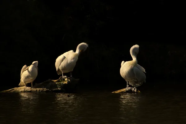 Drie pelikanen