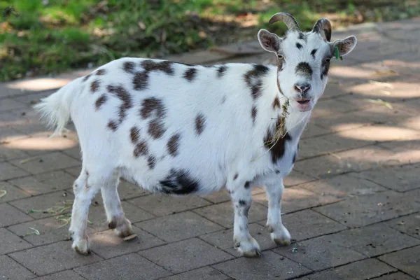 Kinderboerderij Didam