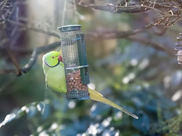 2026-F7w-Winter-0-ik ben