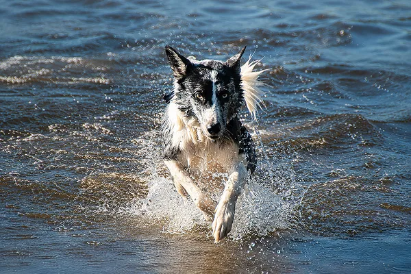 Run like the wind