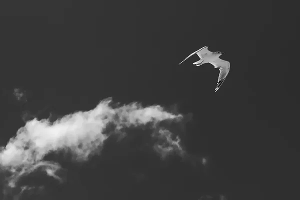 in vogelvlucht
