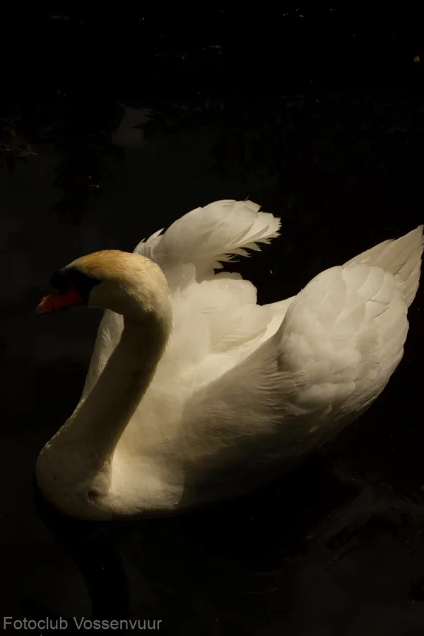 Zwaan
