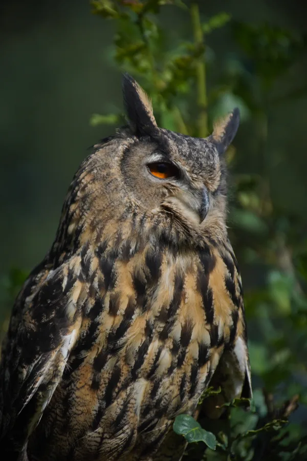 2026-2309 - Topvogel (33)