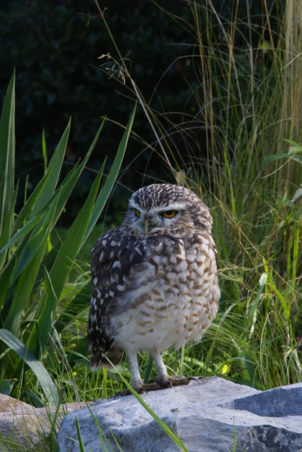 2026-2309 - Topvogel (47)