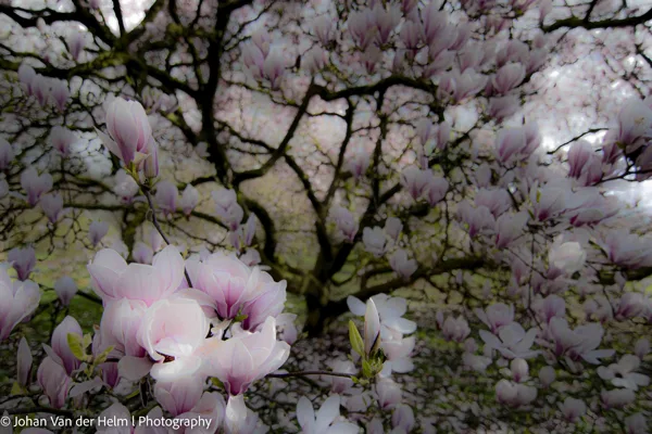 Johan van der Helm l  Photography-7