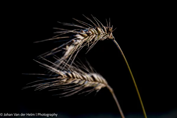 Johan van der Helm l  Photography-8