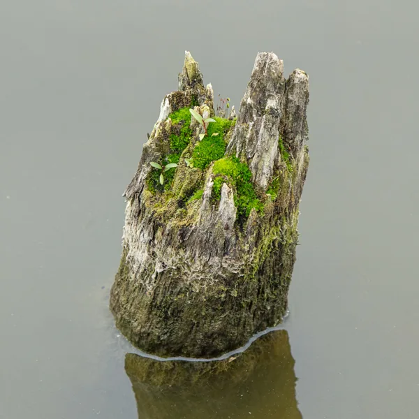 verdronken bos
