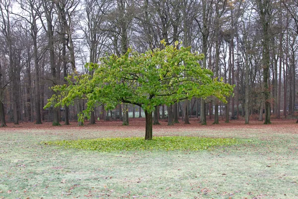 Groen tot de vorst toeslaat.