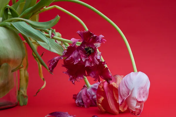 Tulpen verwelken.