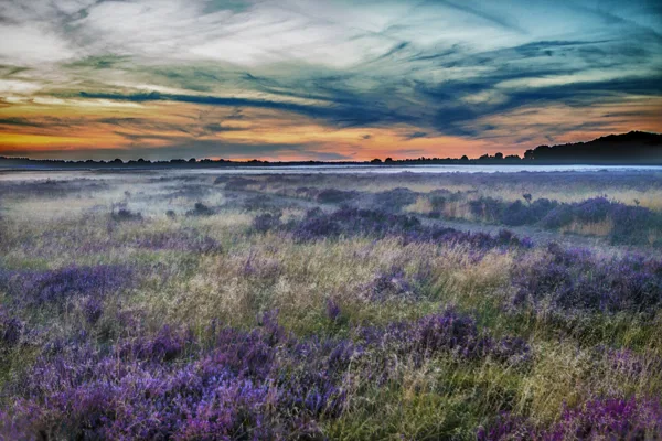 purple under a layer of fog