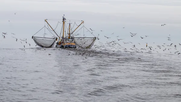 garnalenvisser op de Waddenzee
