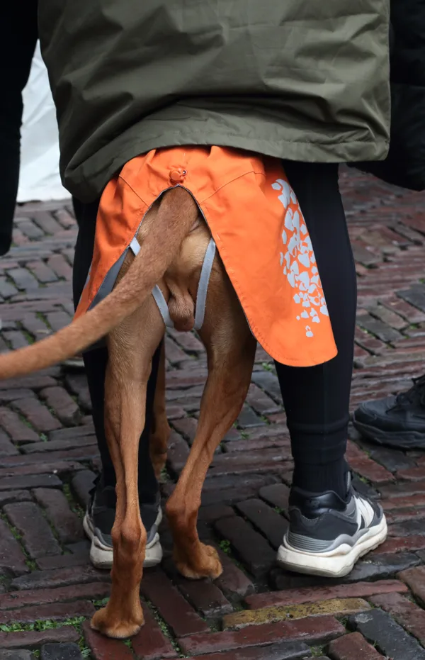 Alkmaar / 2024-04-19