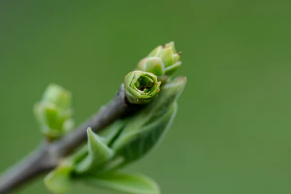 Sony FE70-200 Macro f/4.0 G OSS II beelden