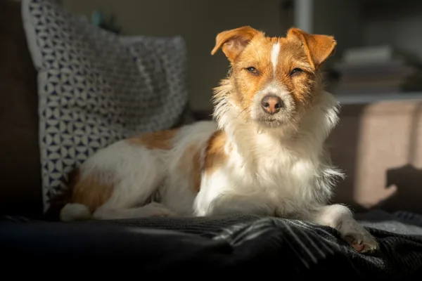 Sigma 85mm f/1.4 DG DN Art