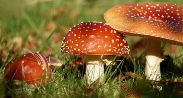 Herfst
