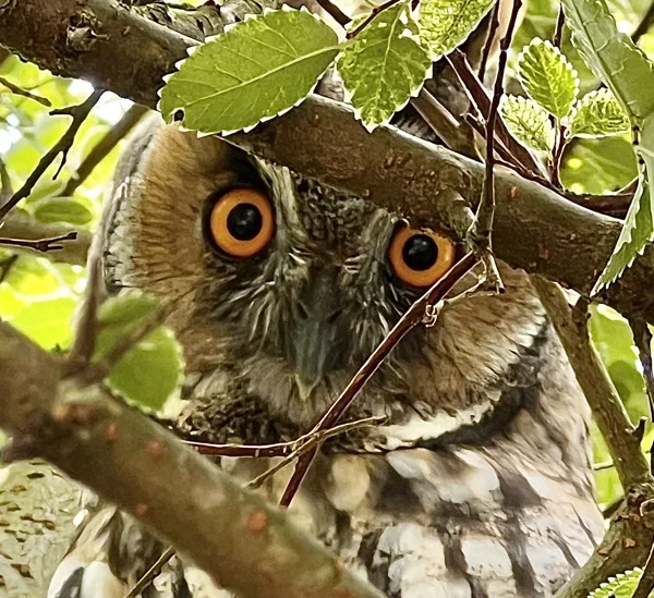 Oog in oog