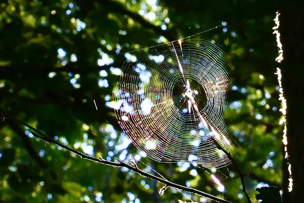 Morvan: regenboogweb