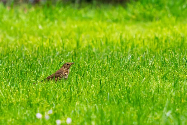 Vogels