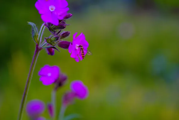Focus Stacking