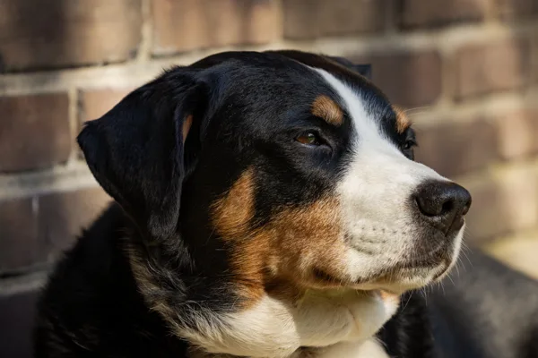 Appenzeller Sennenhond