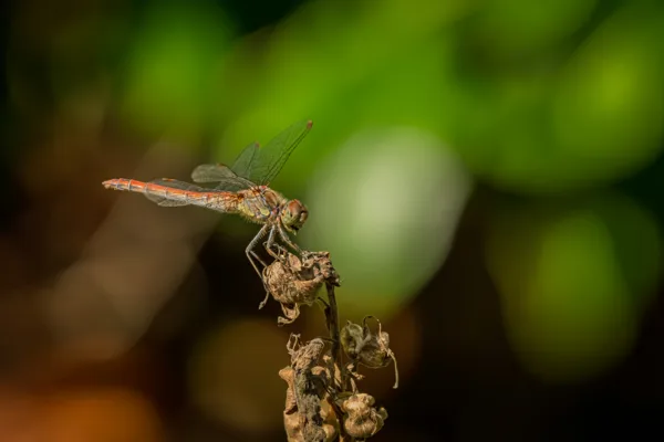 20260829-Libelle-100macro1-MAC00430-1