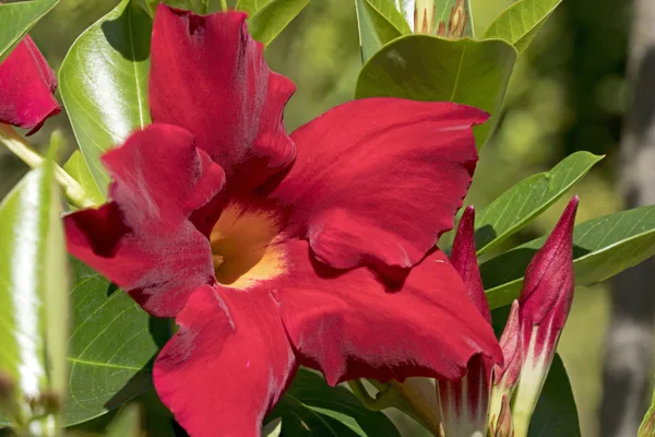 20240812-FS-rode-bloem