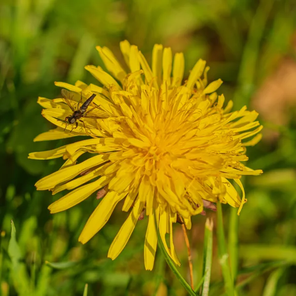 20260414-steekvlieg-paardebloem-MAC00085-1