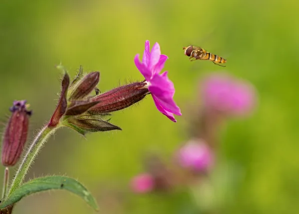 20250622-bloem-met-zweefvlieg_MAC0004-zoomed