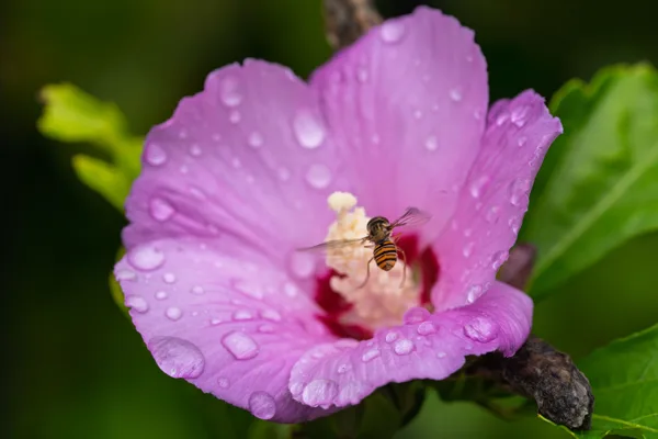 20260819-Hibiscus-vlieg-MAC00544-