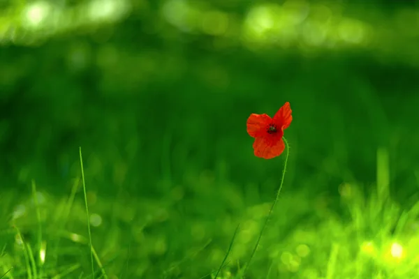 20250718-Klaproos_MAC0673