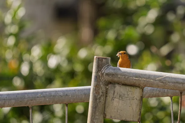 20260426-roodborstje-MAC00027-1