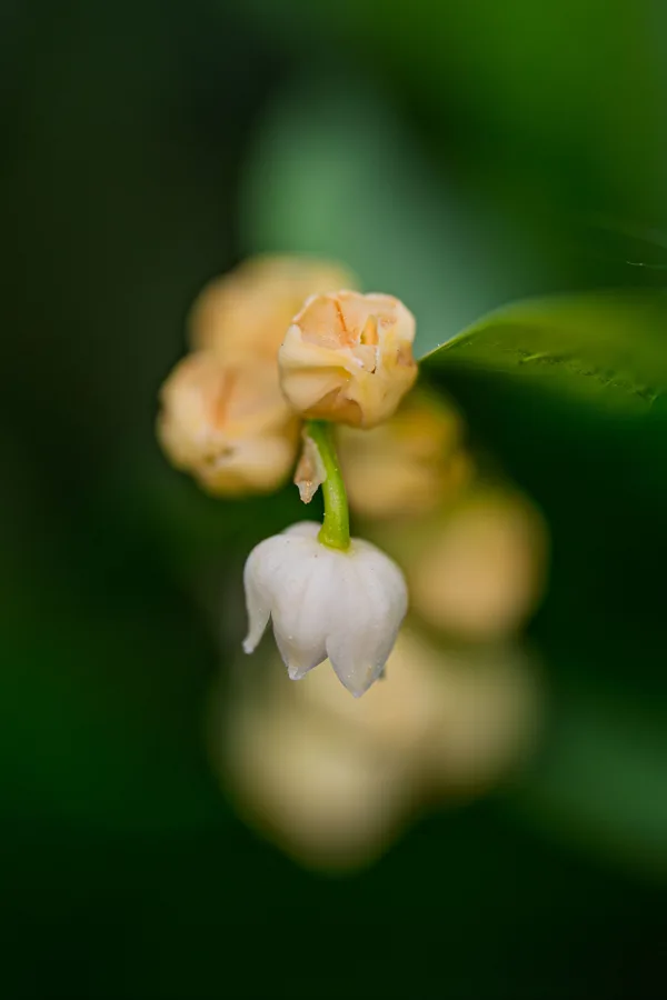 20260510-Bloemen-MAC00169