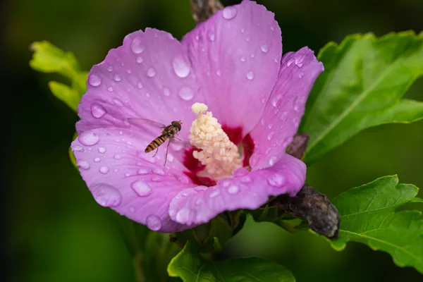 20260819-Hibiscus-vlieg-MAC00566-