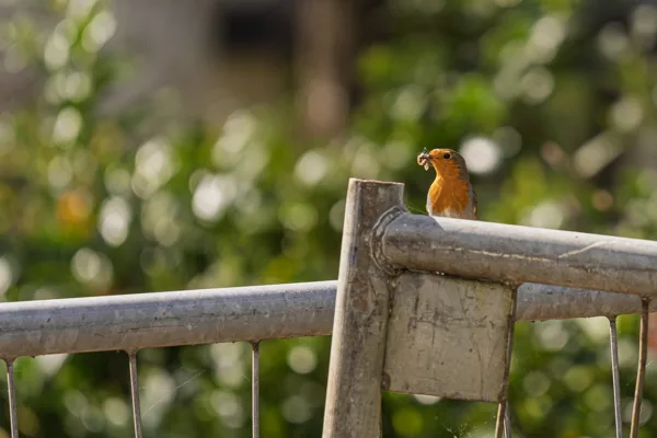 20260426-roodborstje-MAC00001-1