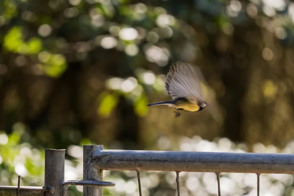 20260426-meesje-MAC00235-1