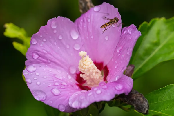 20260819-Hibiscus-vlieg-MAC00533-