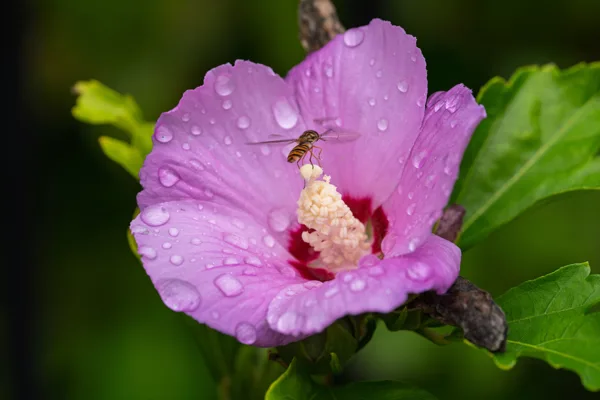 20260819-Hibiscus-vlieg-MAC00528-PS-