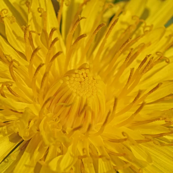 20260414-paardebloem-MAC00017-1