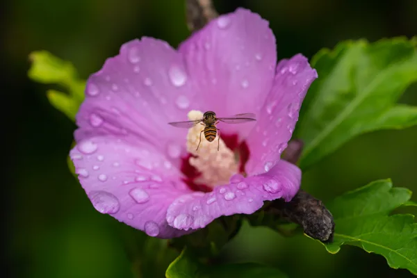 20260819-Hibiscus-vlieg-MAC00543-