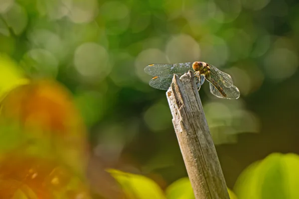 20260829-Libelle-100macro1-MAC00277-1