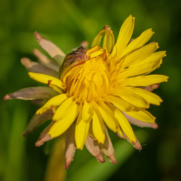 20260414-paardebloem-MAC00079-1