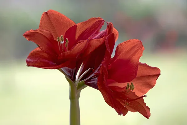 20250104-Amaryllis01