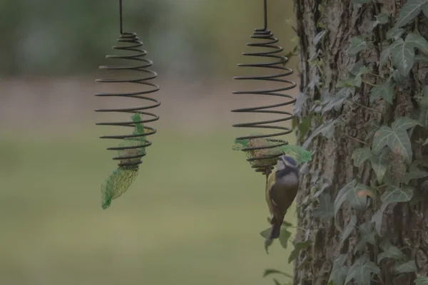 20260331-Meesje-MAC00009-1